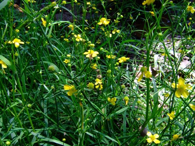PorteBaudet Ranunculus flammula ev